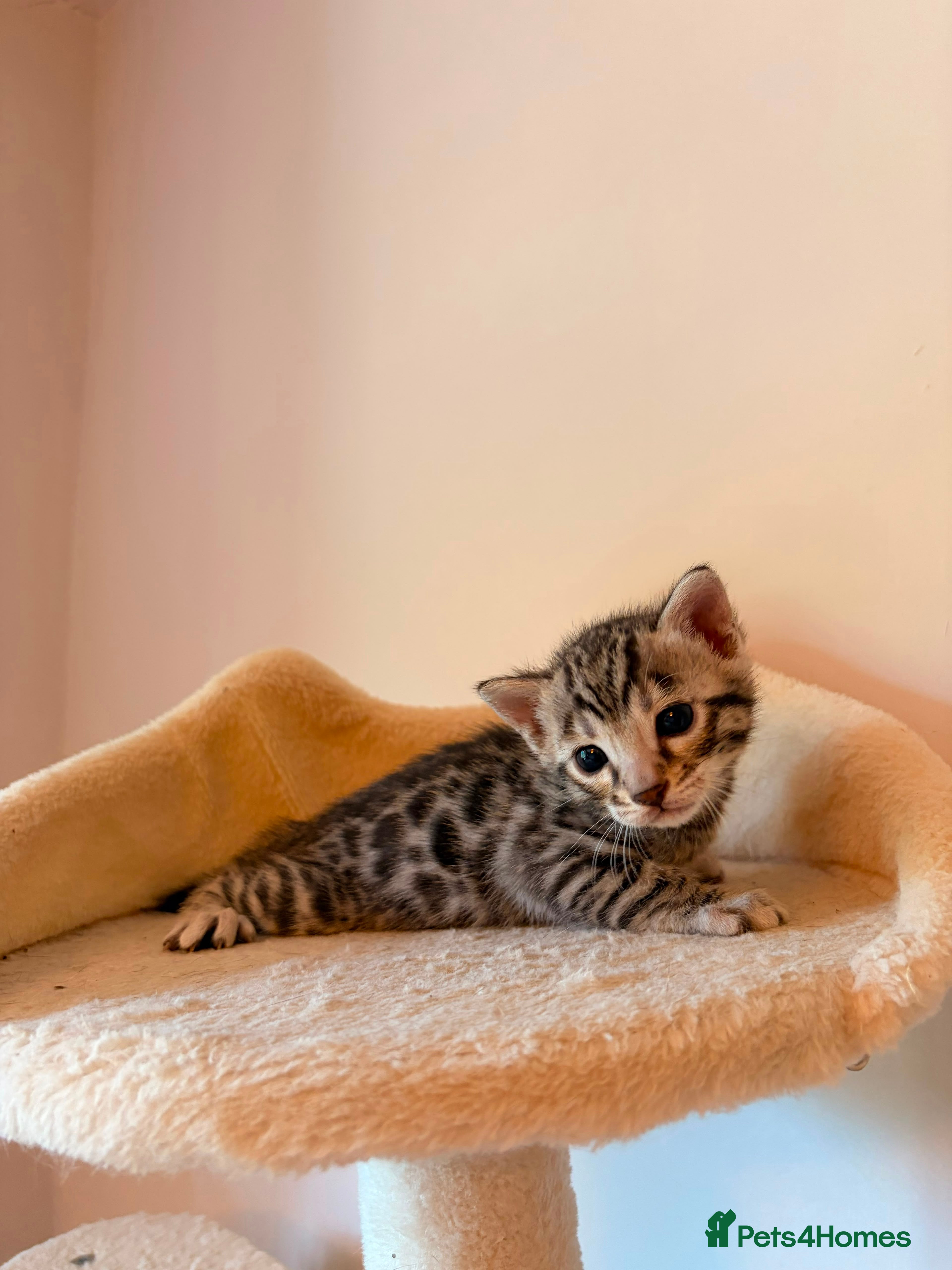 Bengal cats Tempest Bengala registered kittens  - Advert 2