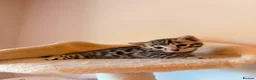 Bengal cats for sale: Tempest Bengala TICA registered kittens  - Advert 2