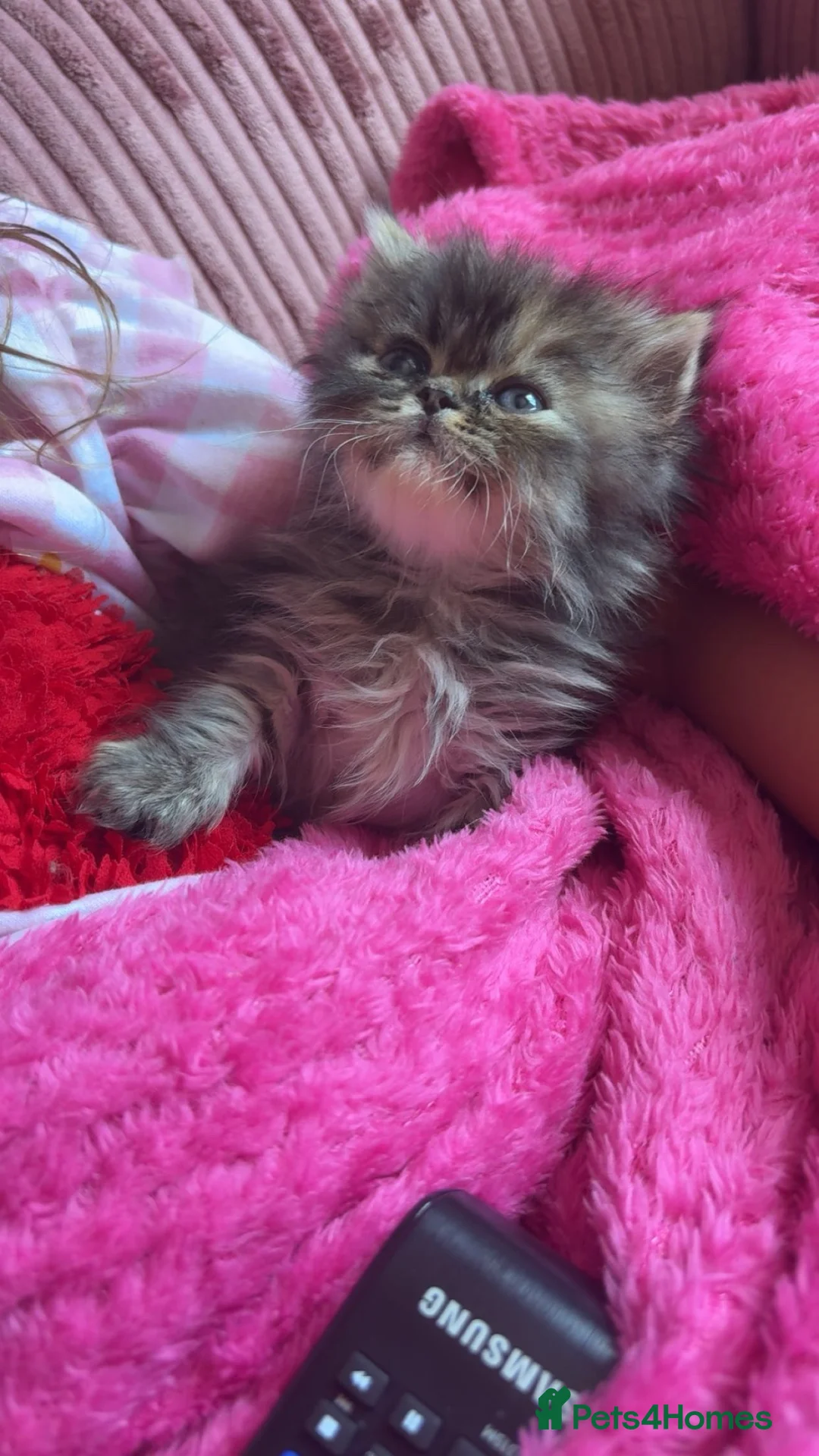 Persian cats for sale: Pure bred Persian kittens  - Advert 2