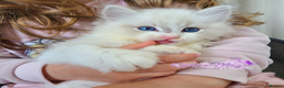 Ragdoll cats for sale: Exquisite High-End Quality Ragdolls Lynx / Bicolor - Advert 12