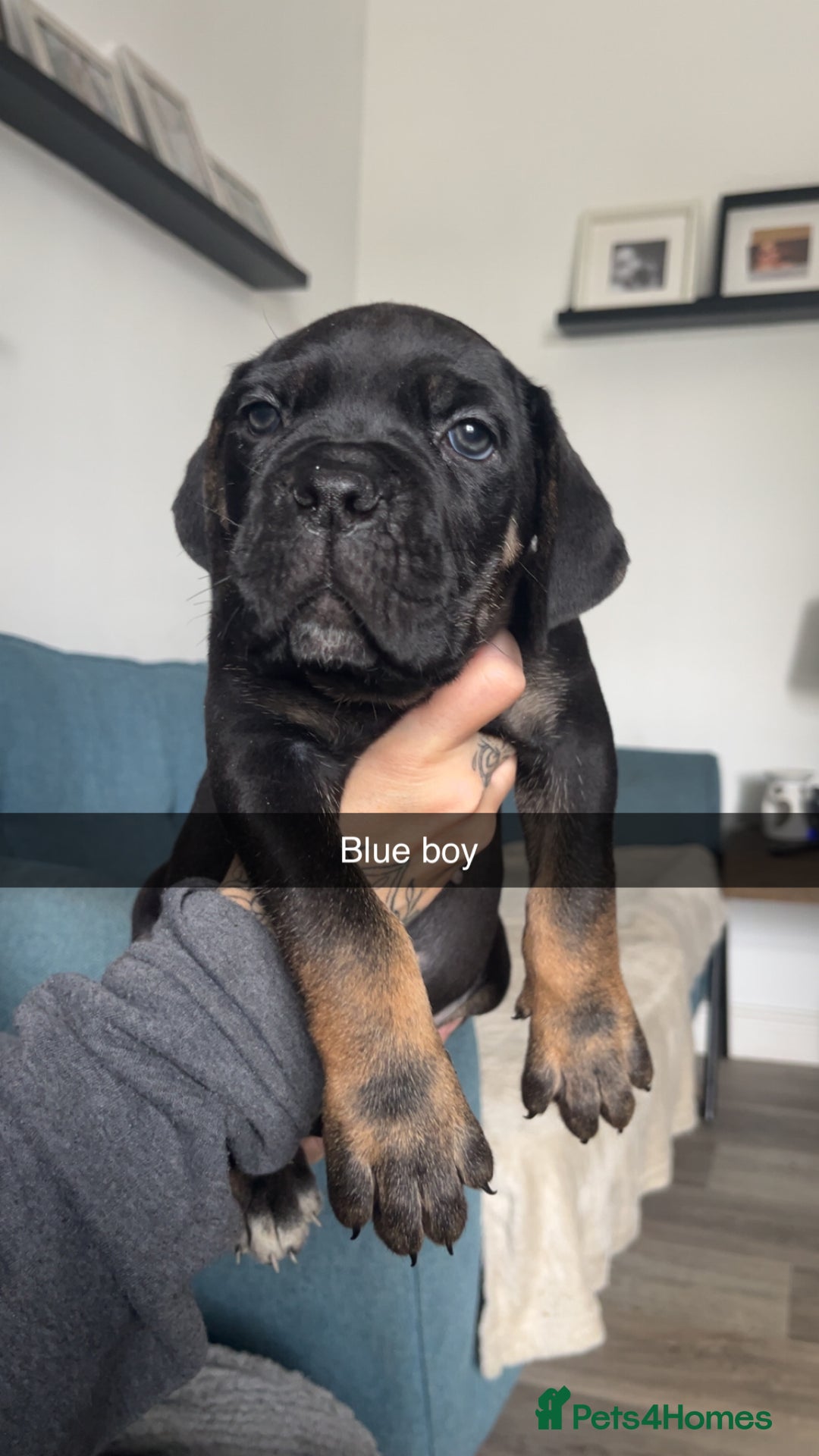 Cane Corso dogs for sale: Beautiful Cane Corso Puppies - Image 7