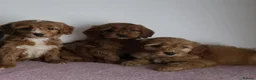 Cavapoo dogs for sale: cavapoo puppies - Advert 3