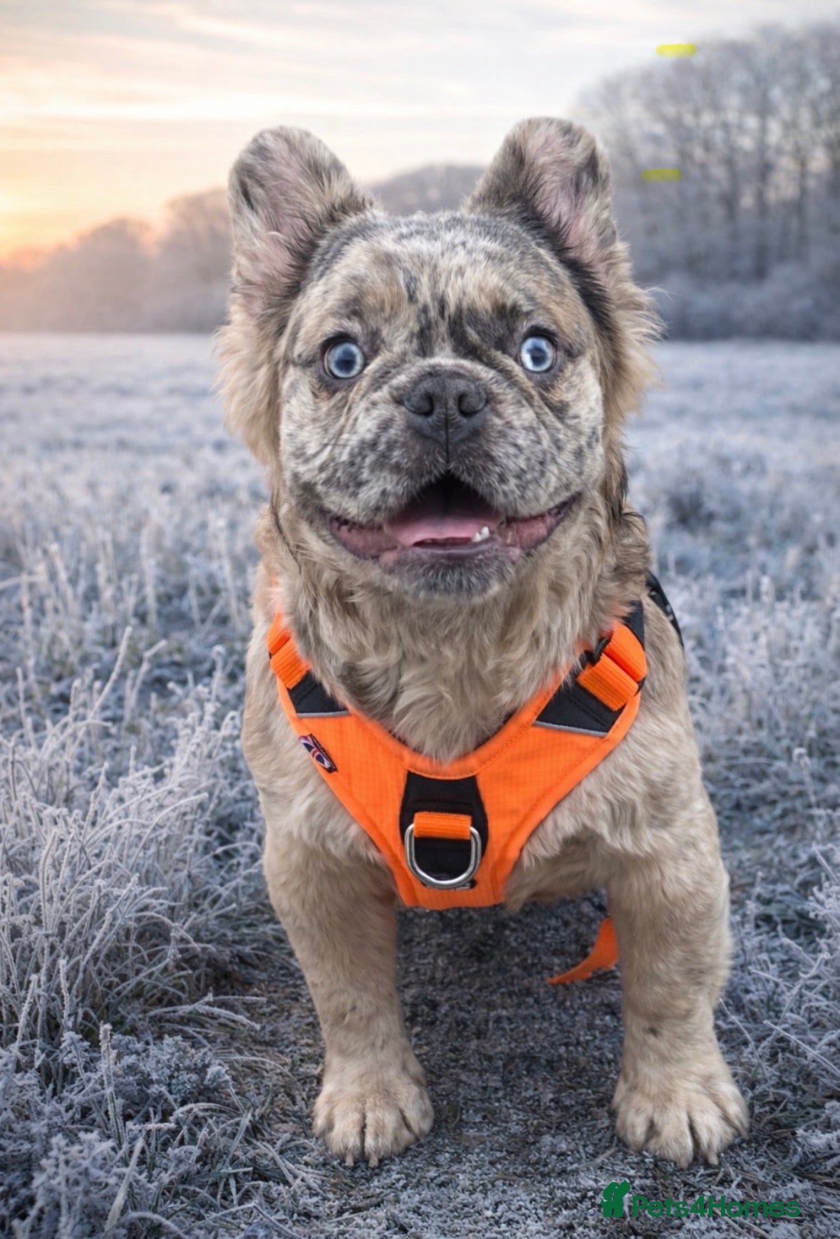 French Bulldog dogs Stud Fluffy frenchie - Advert 12