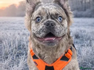 French Bulldog dogs Stud Fluffy frenchie - Advert 12