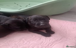 Patterdale Terrier dogs for sale: Patterdale pups - Image 19