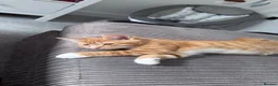 Domestic Shorthair cats for sale: Ginger Male  - Advert 2