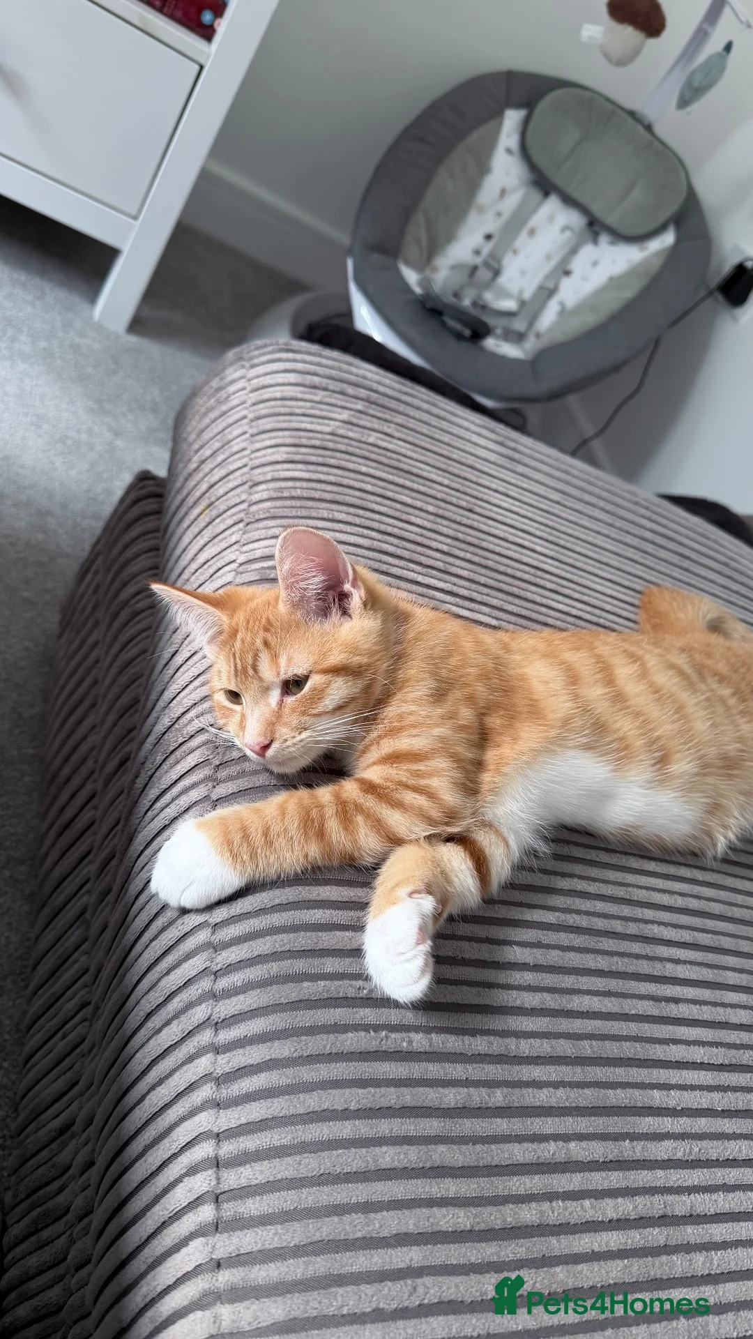 Domestic Shorthair cats for sale: Ginger Male  - Advert 2