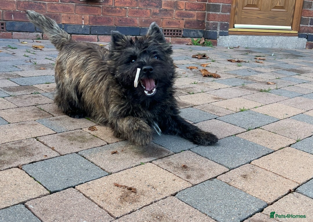 Cairn Terrier dogs for sale: KC registered Male pups off health tested parents  - Advert 11