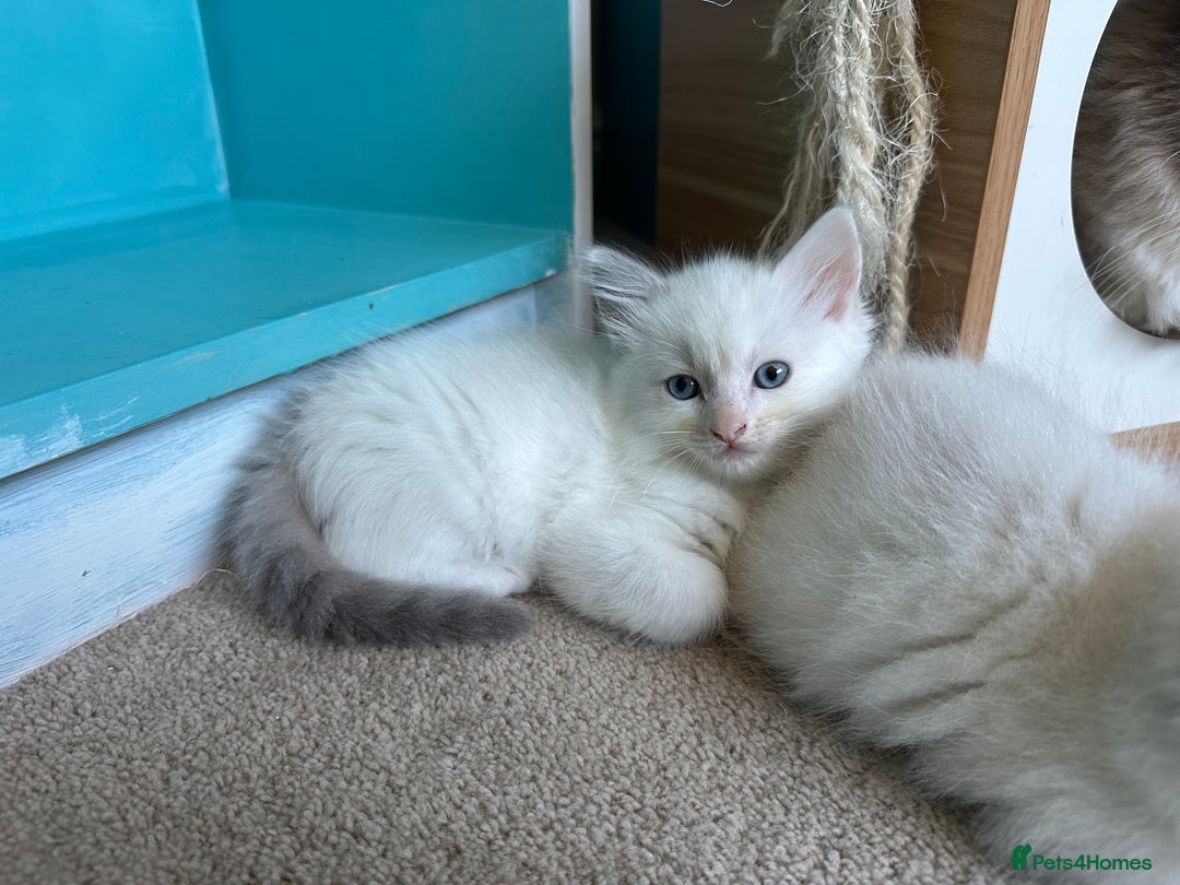 Ragdoll cats for sale: GCCF Registered Ragdoll Kittens Available! 🐾 in Taunton - Image 18