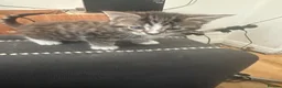 Mixed Breed cats for sale: 3beautiful kittens looking for a new home in Sheffield - Advert 7