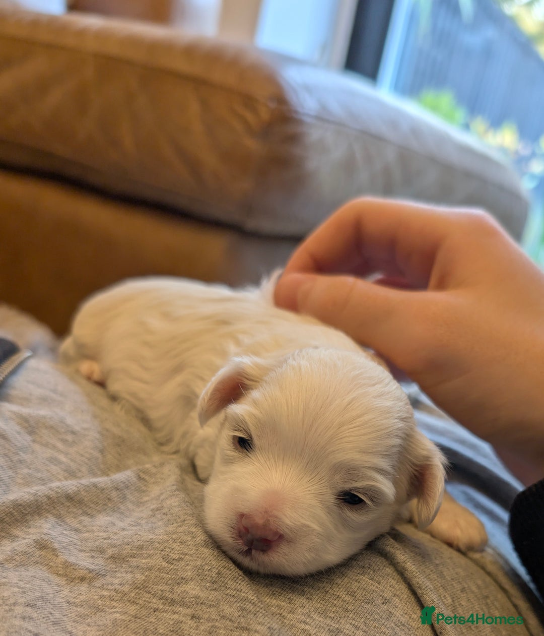 Maltese dogs for sale: Maltese male - Image 3