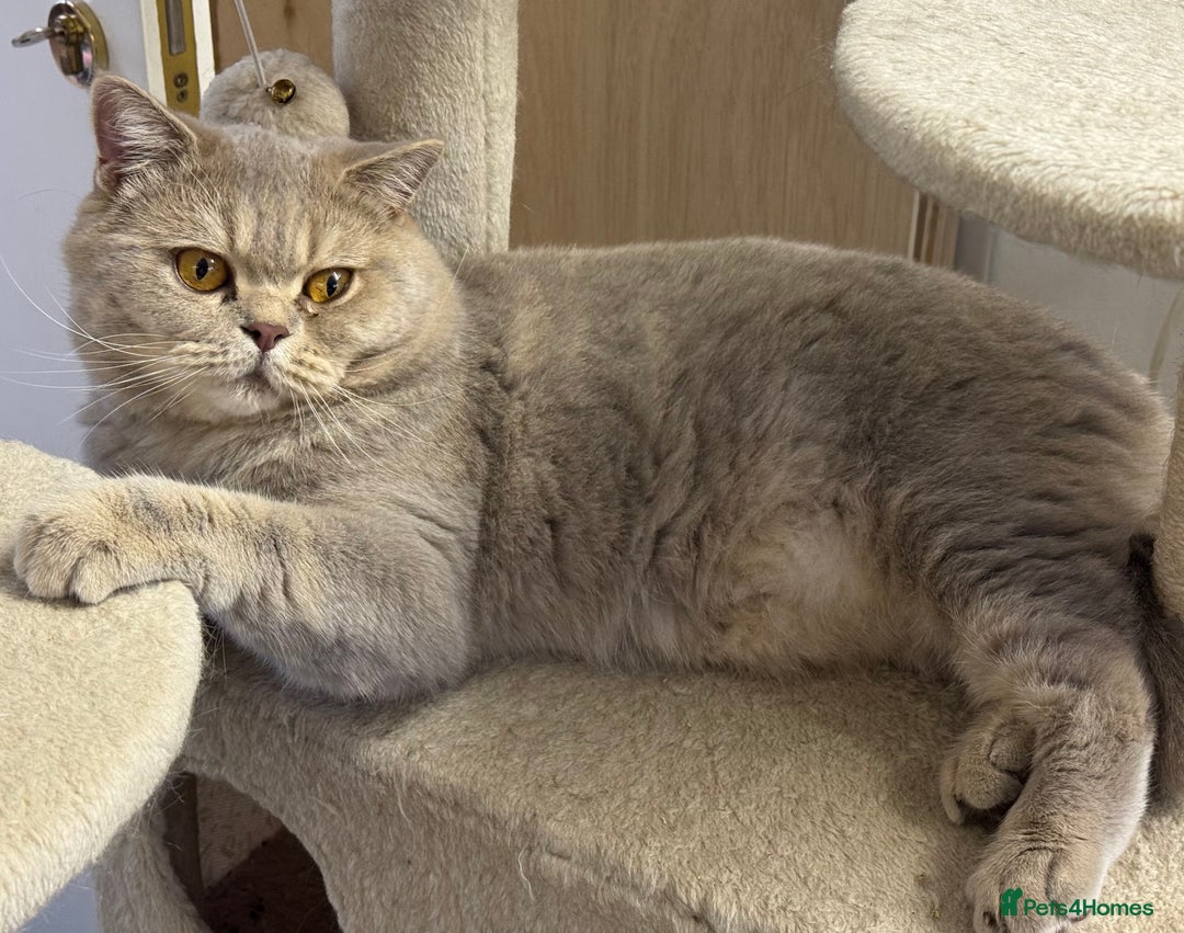 British Shorthair cats for sale: British shorthaired kittens - Image 6