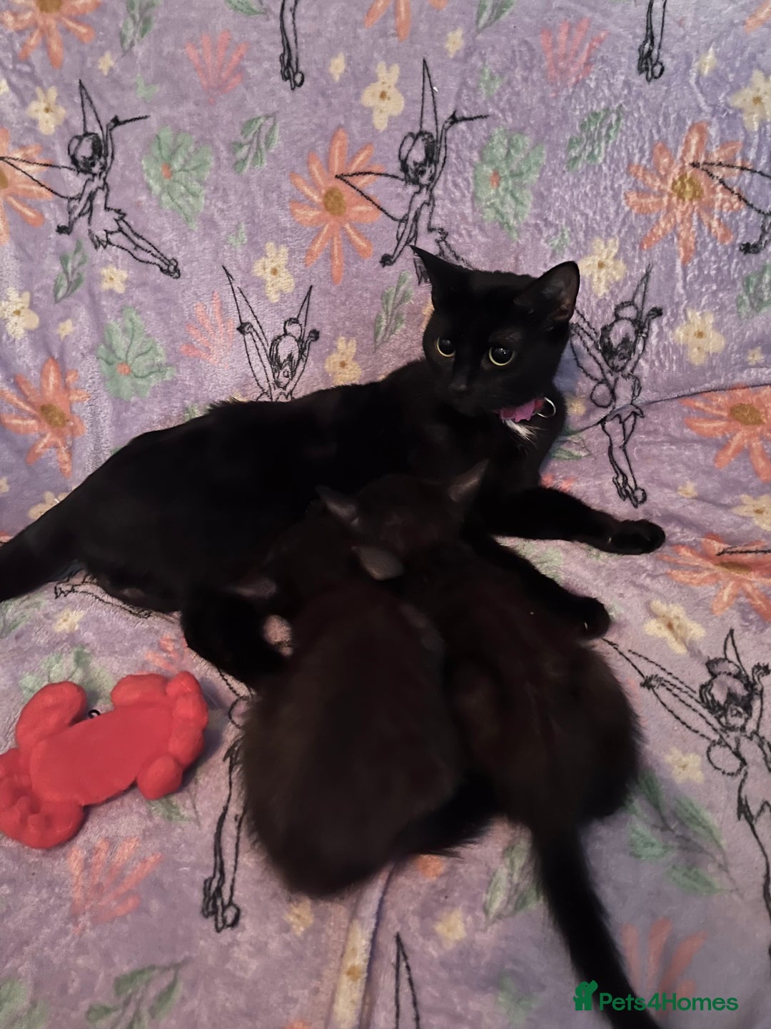 Mixed Breed cats for sale: 6 Kittens Ready to Leave! - Advert 11