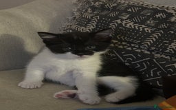 Domestic Shorthair cats for sale: 4 kittens  - Image 6