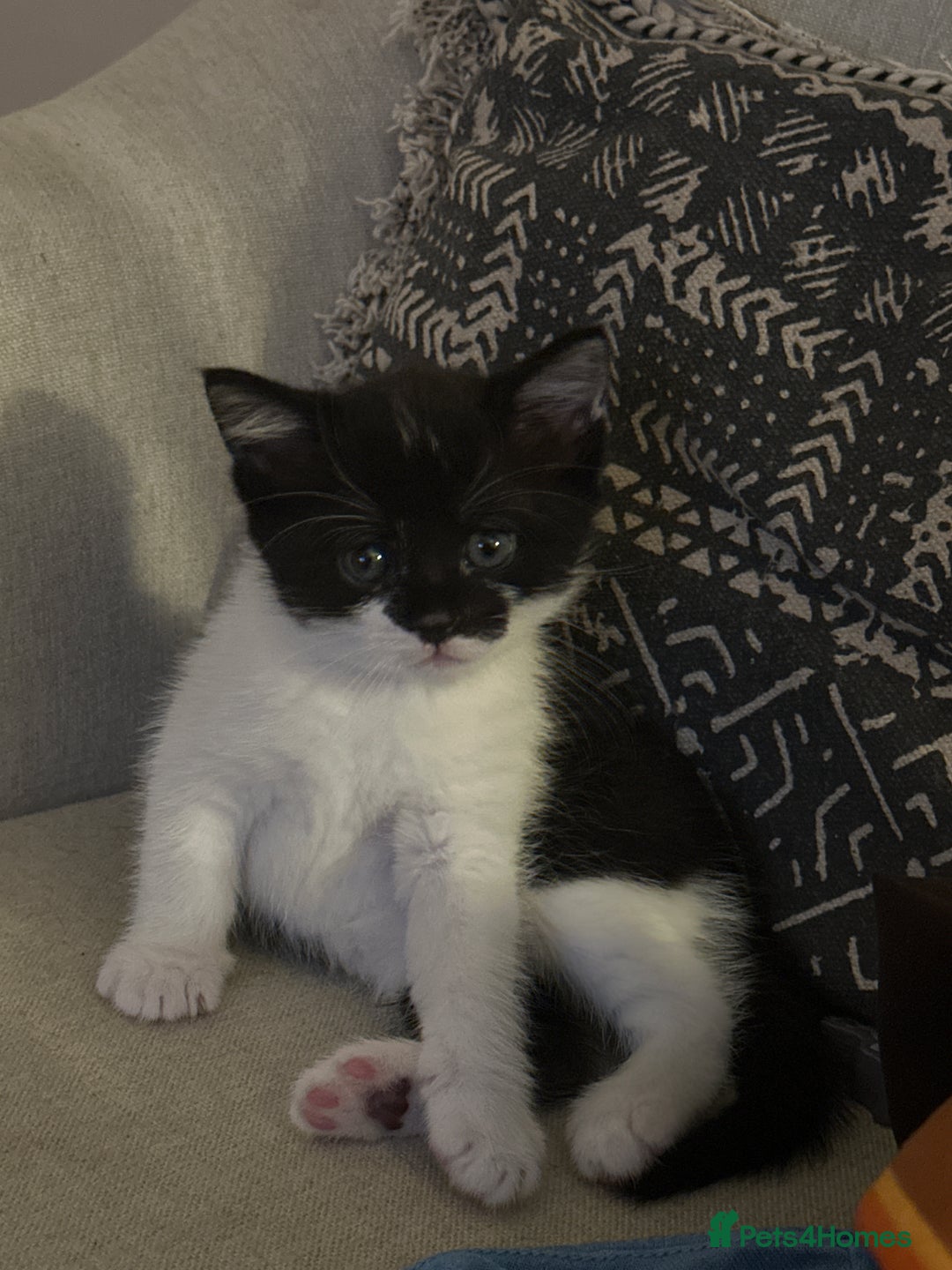 Domestic Shorthair cats for sale: 4 kittens  - Image 6