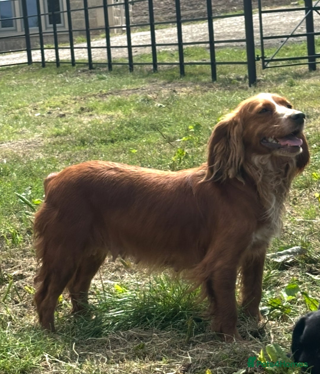 Bocker dogs for sale: Cocker Spaniel X Beagle - Image 11