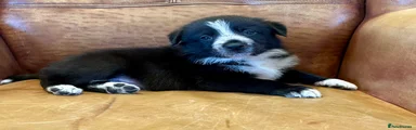 Border Collie Puppy 3