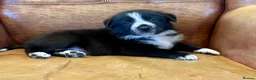 Border Collie dogs for sale: Border Collie Pups  - Advert 7