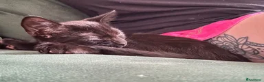 Domestic Shorthair 1