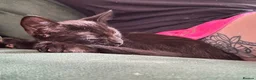 Domestic Shorthair cats for sale: Black male kitten for adoption - Advert 2