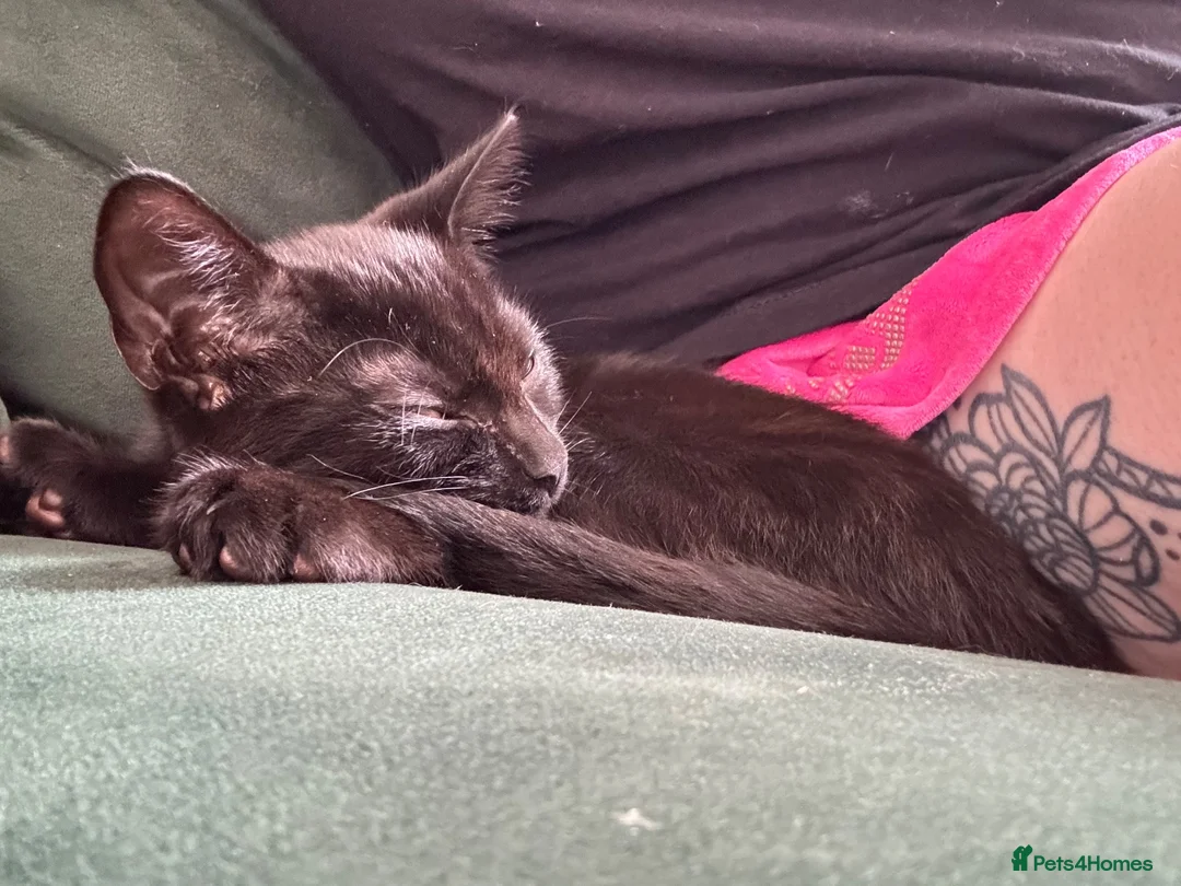 Domestic Shorthair cats for sale: Black male kitten for adoption - Advert 2