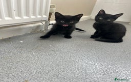 British Shorthair cats for sale: Mum, dad and kitten for sale - Image 2