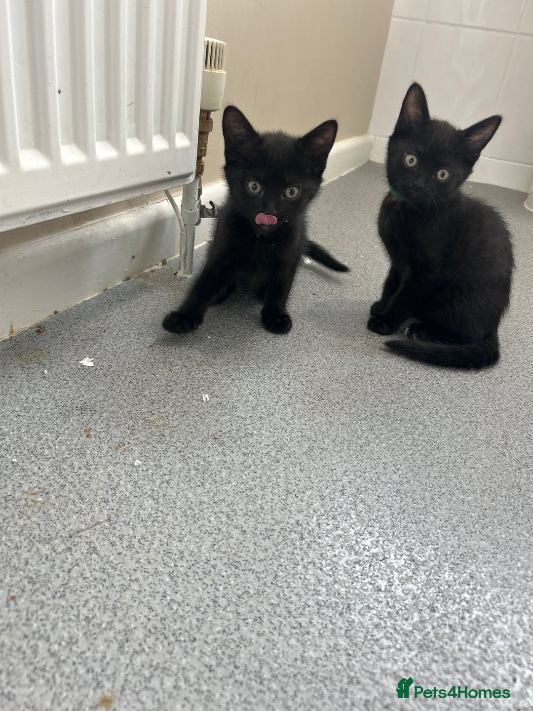 British Shorthair cats for sale: Mum, dad and kitten for sale - Image 2