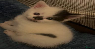 Mixed Breed cats - Advert 7