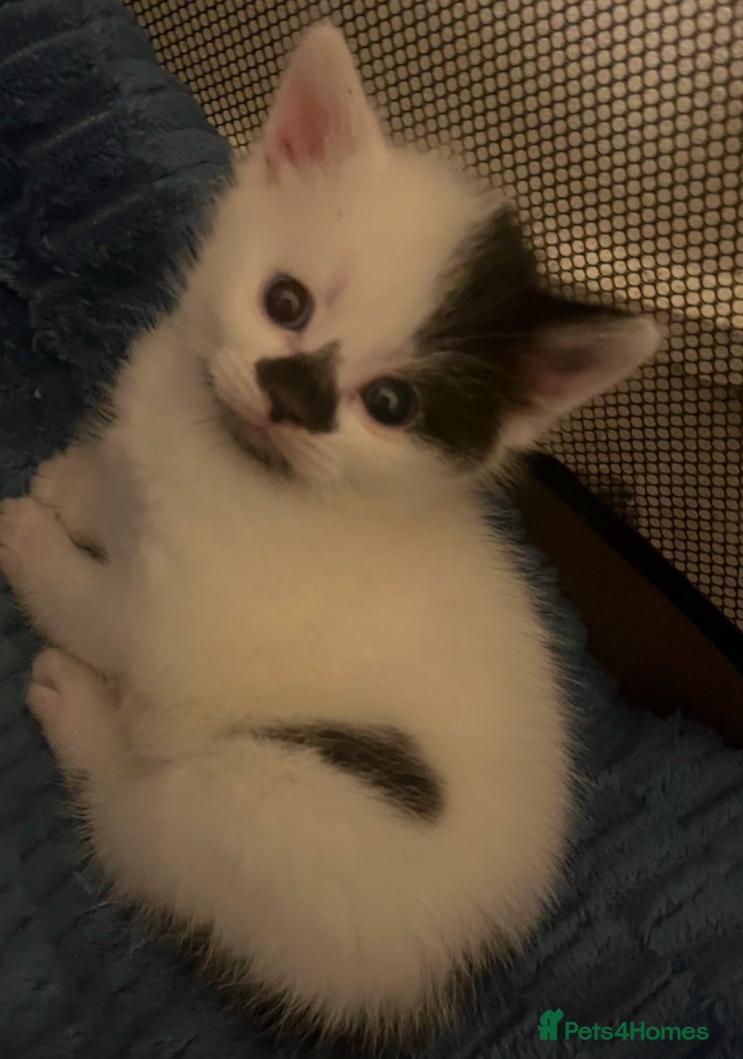 Mixed Breed cats for sale: Mixed breed kittens  - Image 16