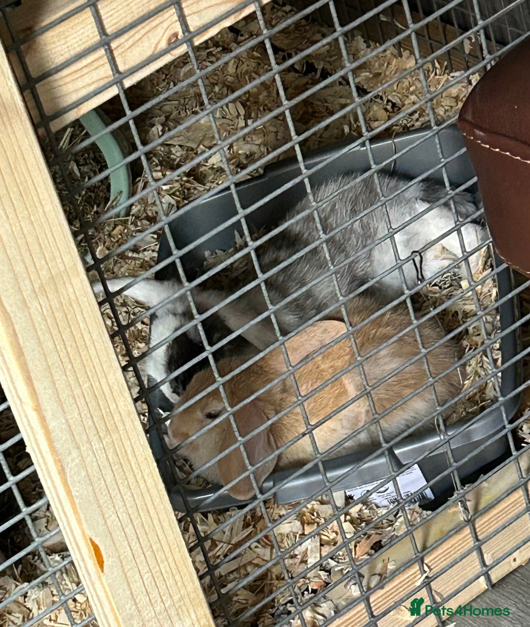 English Lop rabbits for sale: 2 Lop Rabbits for sale - Image 3