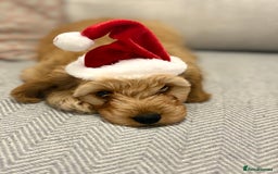 Cavapoo dogs for stud: F1 Cavapoo for stud  - Image 6
