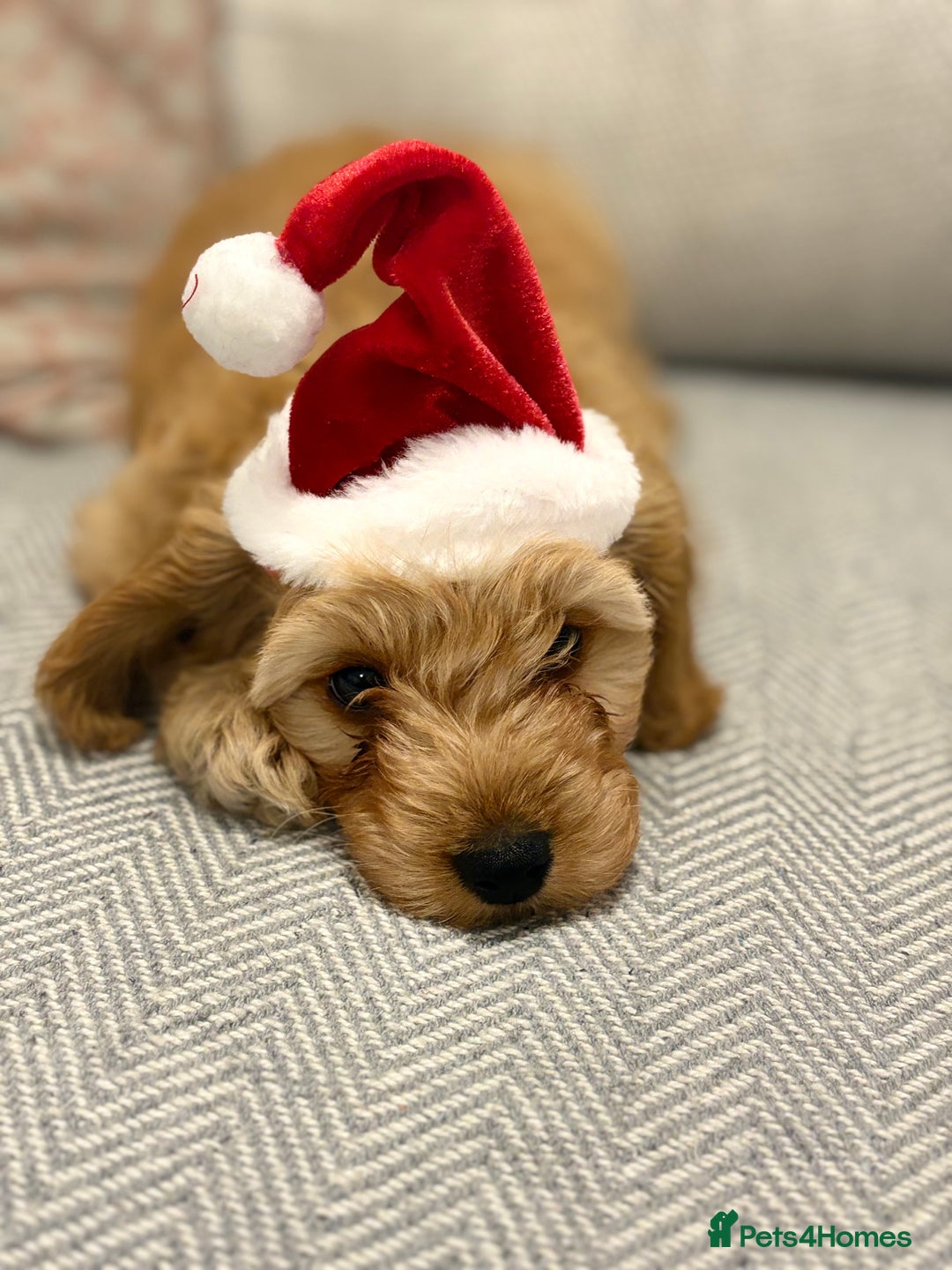 Cavapoo dogs for stud: F1 Cavapoo for stud  - Image 6