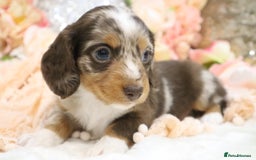 Miniature Dachshund dogs for sale: KC Miniature Dachshund Puppies - Advert 7