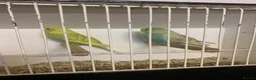 Budgerigars birds for sale: Young proven breeding pair  - Advert 6