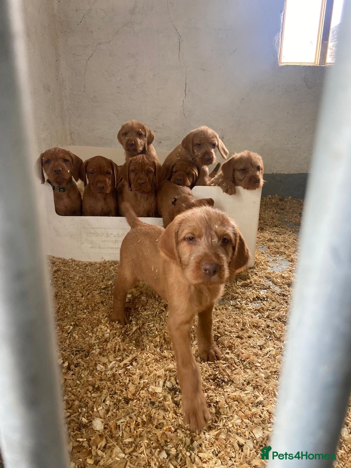 Hungarian Vizsla dogs Working wirehaired vizsla puppies for sale  - Advert 7
