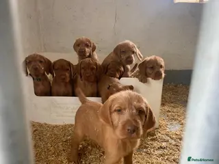 Hungarian Vizsla dogs Working wirehaired vizsla puppies for sale - Advert 12