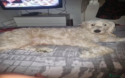 Double Doodle dogs for sale: Beautiful Double Doodles puppies  - Image 17