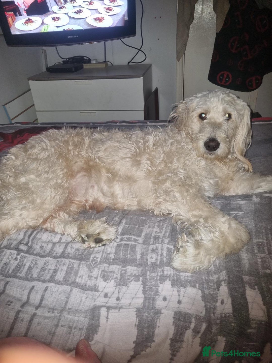 Double Doodle dogs for sale: Beautiful Double Doodles puppies  - Image 17