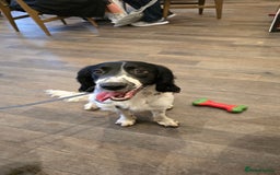 Sprocker dogs for sale: Sprocker Spaniel Lenny - Image 8