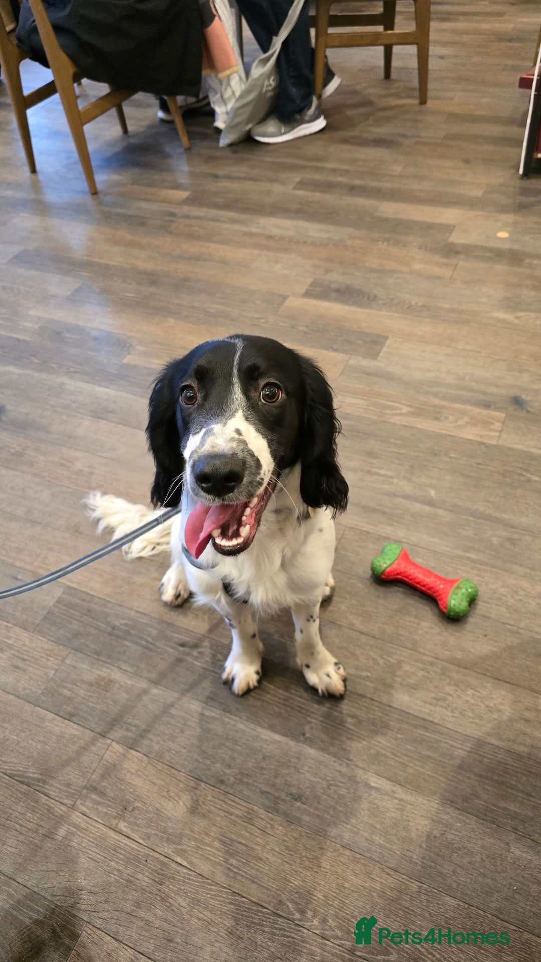 Sprocker dogs for sale: Sprocker Spaniel Lenny - Image 8