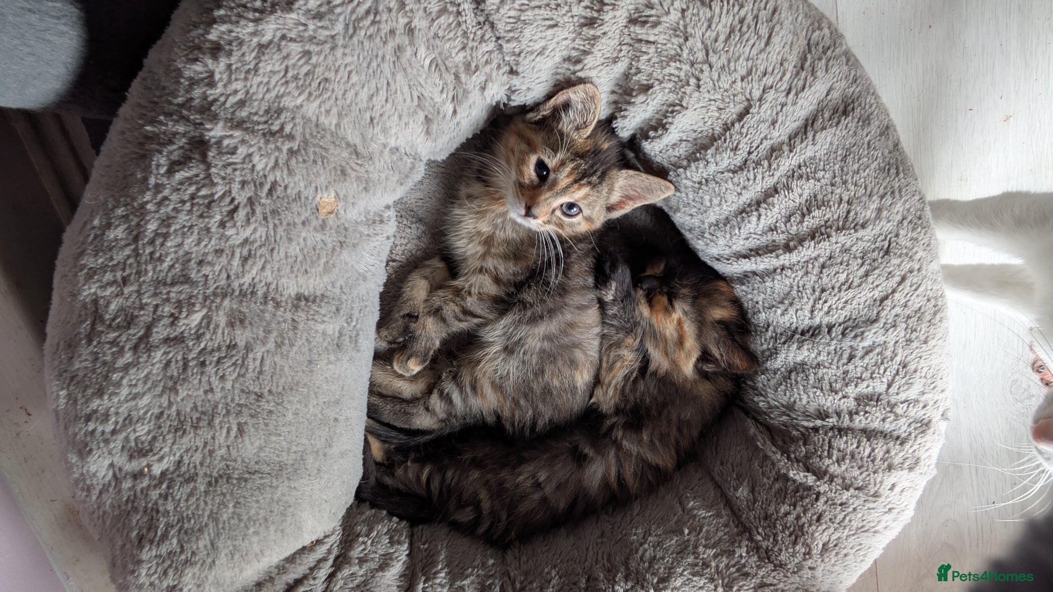 Mixed Breed cats Two female kittens looking for forever home 🥰 - Advert 4