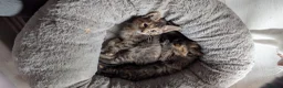 Mixed Breed cats for sale: Two female kittens looking for forever home 🥰 - Advert 1