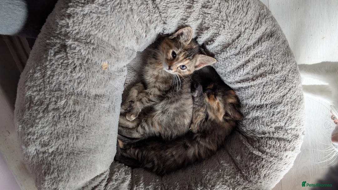 Mixed Breed cats for sale: Two female kittens looking for forever home 🥰 - Advert 1