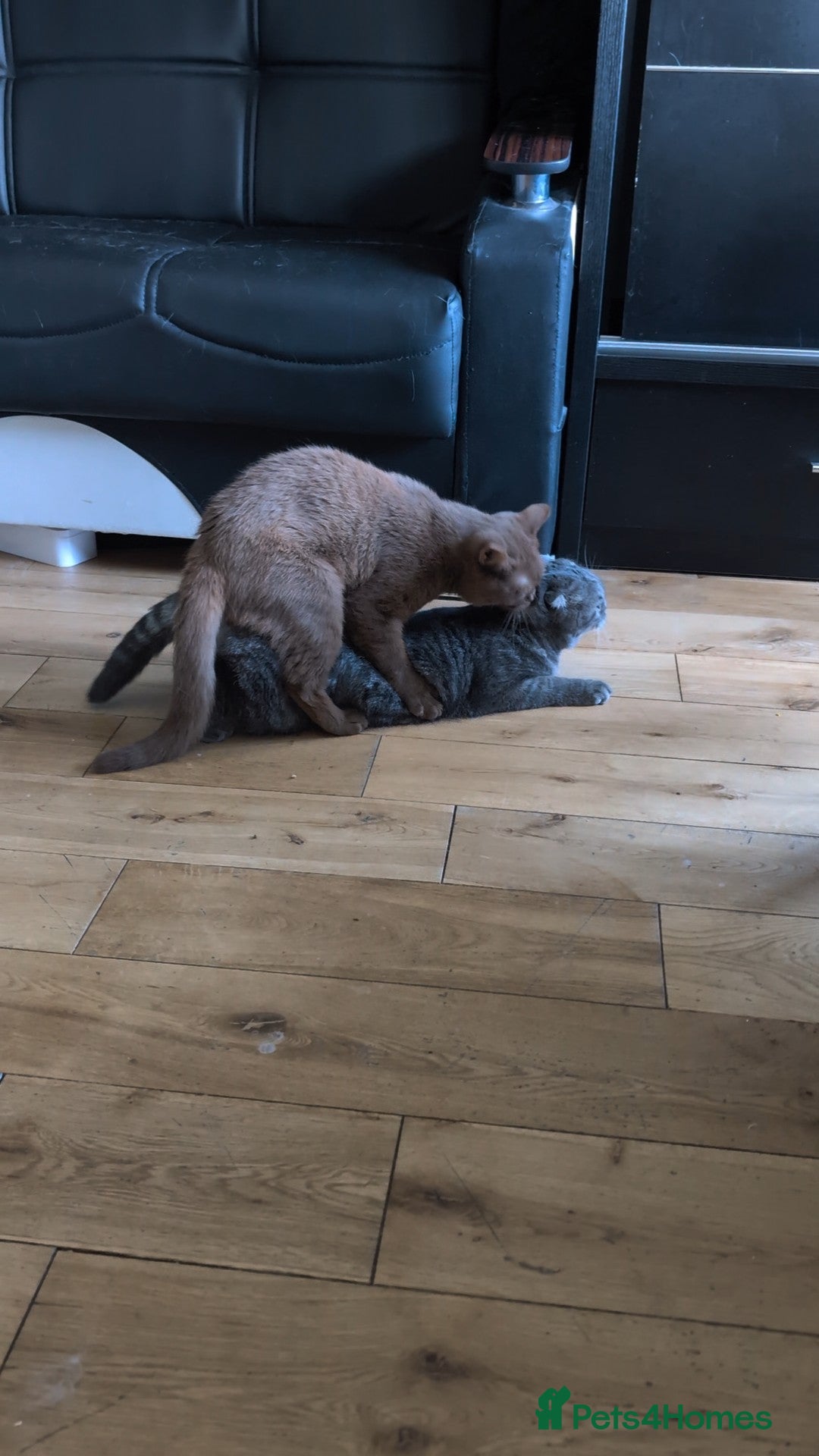British Shorthair cats for stud: 💦CINNAMON BSH❣️GCCF & TICA active💙STUD 🩸Blood B - Image 20