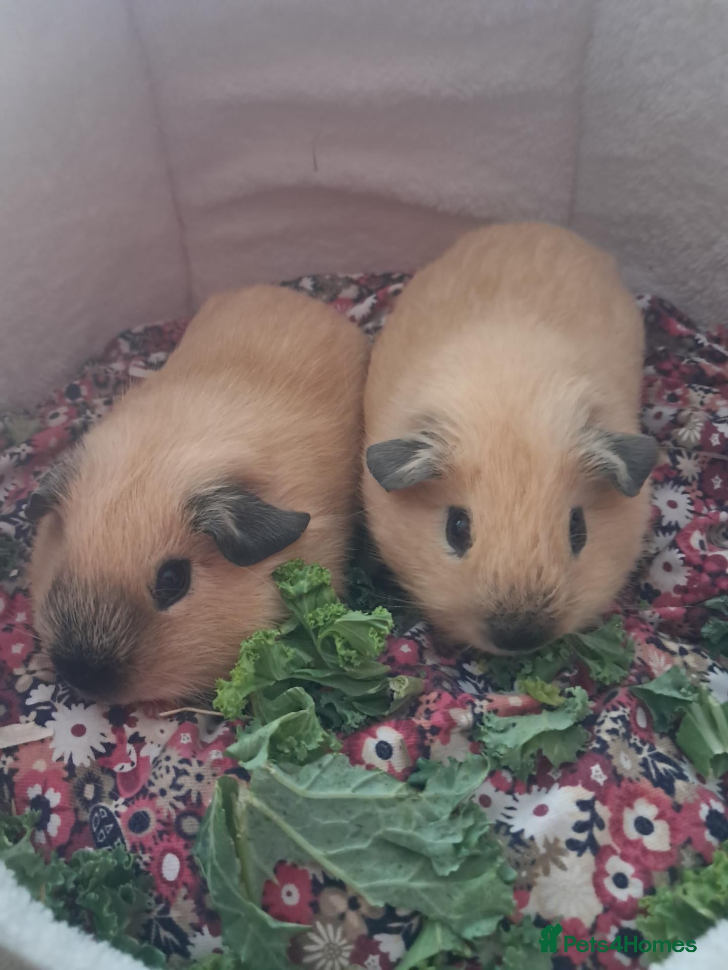 Guinea Pig rodents PURE CALIFORNIAN BABIES - Advert 1