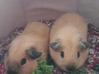 Guinea Pig rodents PURE CALIFORNIAN BABIES - Advert 1
