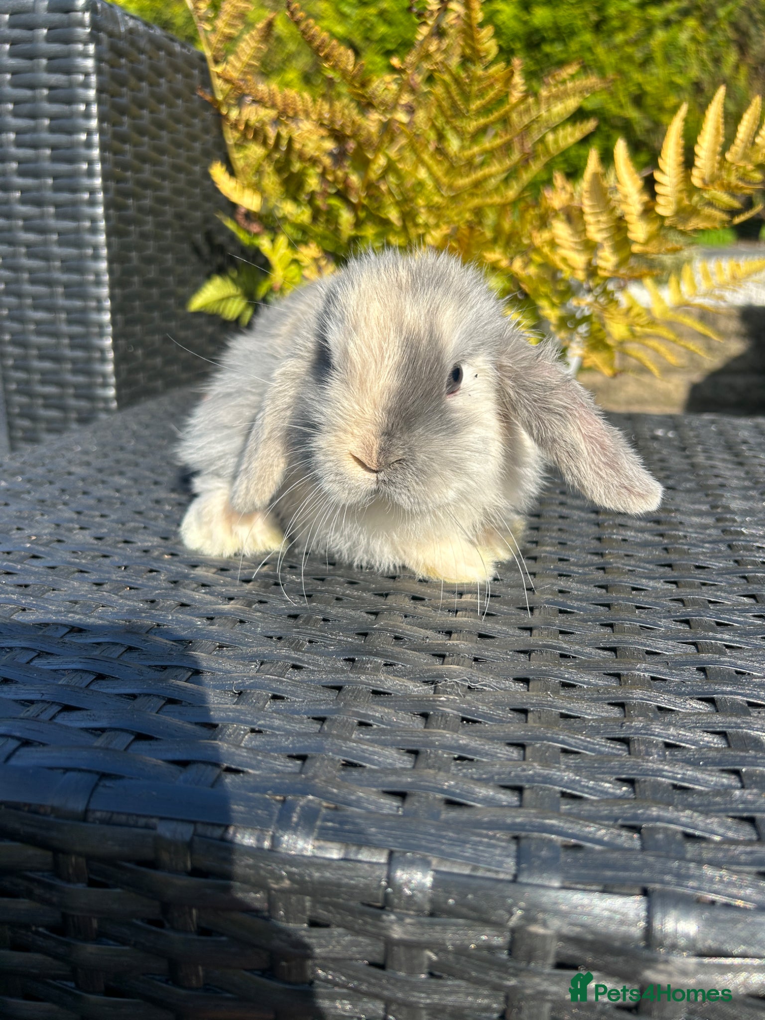 Mini Lop rabbits Adorable baby mini lops  £70 - Advert 11