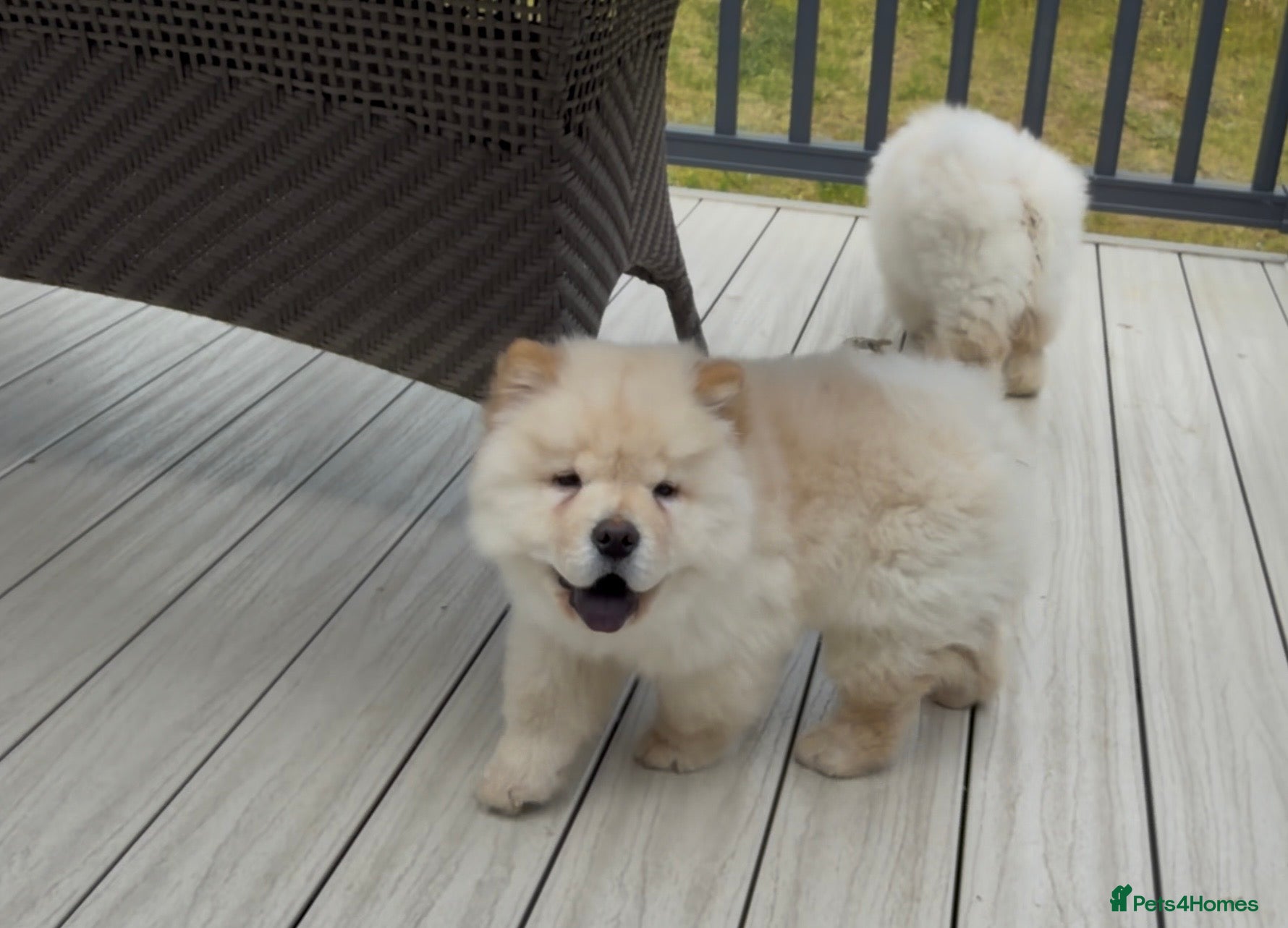 Chow Chow dogs Beautiful KC Registered Chow Chow Puppies  - Advert 2