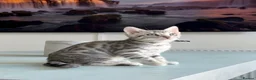 Bengal cats for sale: ✨NEW✨ TICA Pedigree Championship Bengal Kittens - Advert 11