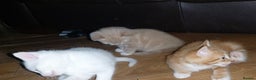 Mixed Breed cats for sale: 1 white, ginger and caramac kitten  - Advert 24